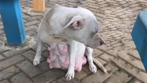 Pregnant Pitbull Almost Giving Birth Cried Badly For Her Babies In Cold