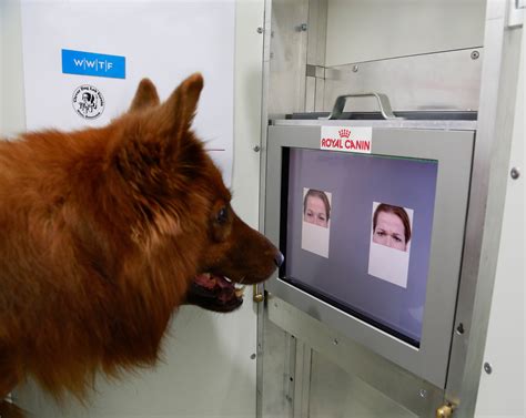 A dog's teeth can tell us a lot of tales about their lives. Dogs can tell by your face if you're happy or mad - CBS News