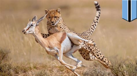 Prey Vs Predator The Best Way To Escape From A Lion Or Cheetah