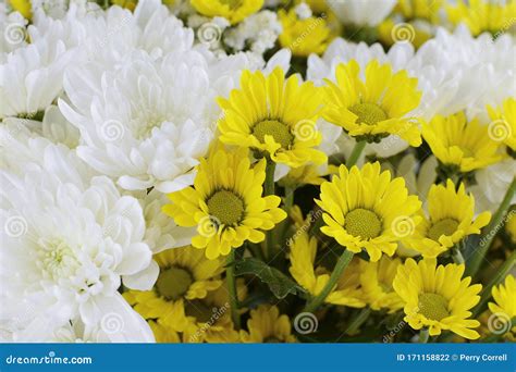Close Up Photo Of A Mixture Of Yellow And White Chrysanthemums And Baby