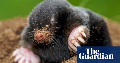 Dont Kill Moles Warns Former Catcher Marc Hamer At Hay Festival