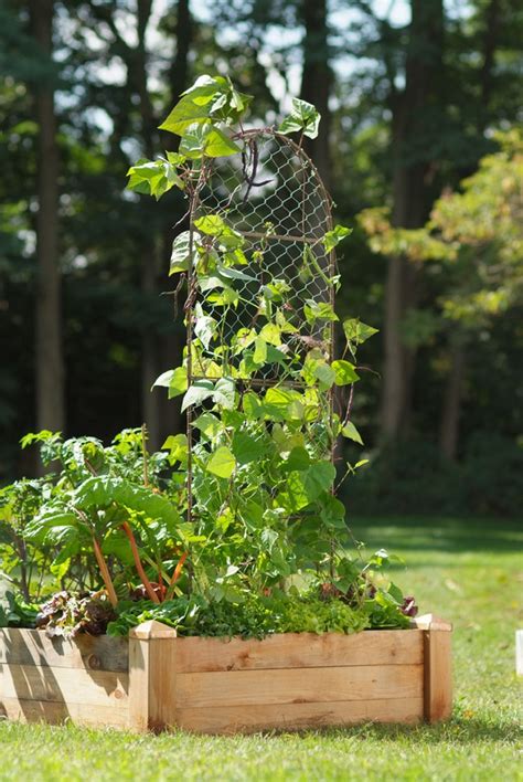 Chicken Wire Trellis Trellis Plants Garden Trellis Wire Trellis