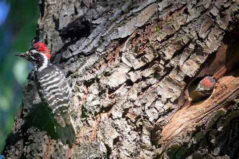 Meet The Nuttalls Woodpecker — Sacramento Audubon Society