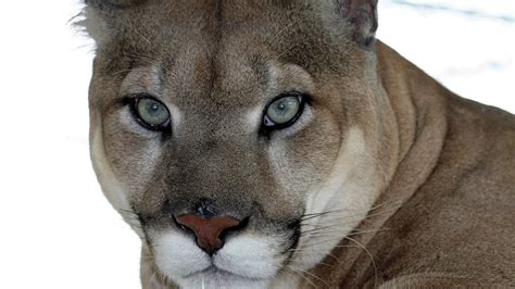 Stand Up Now For Florida Panthers Protection Opinion