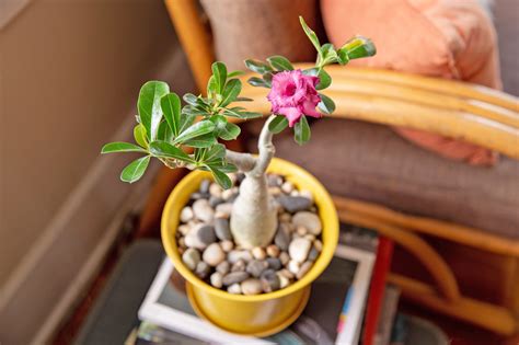 Desert Rose Plant Care And Growing Guide