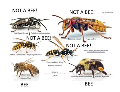 Types Of Bees My Love For Bees