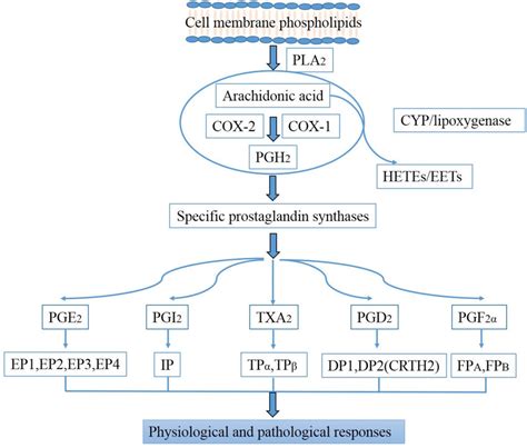 Biosynthesis Pathways Of Prostaglandins Download Scientific Diagram