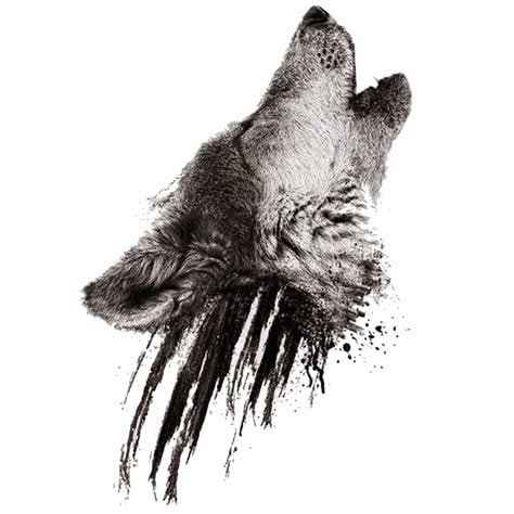 Gray Wolf Png Hd Transparent Gray Wolf Hd Png Images