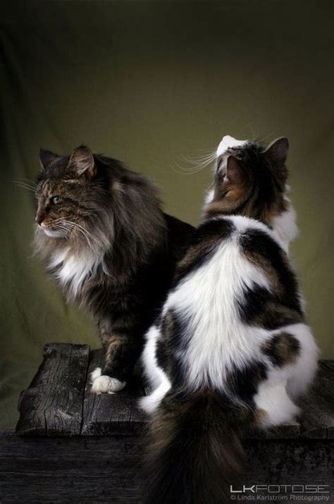 Beautiful Maine Coon Cats Kats Pinterest