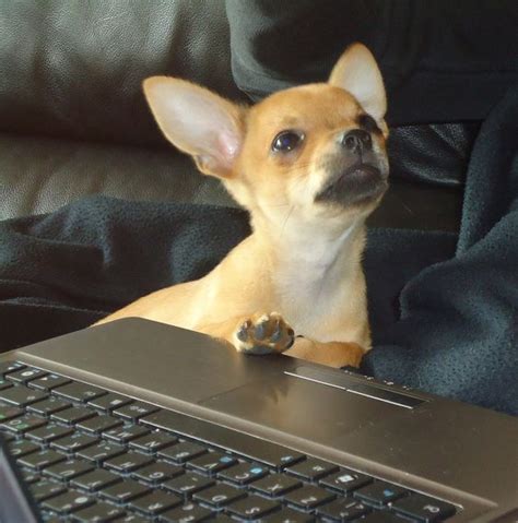 14 Reasons Why You Should Never Own Chihuahua The Paws