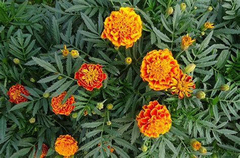 Marigolds How To Plant And Grow Marigold Flowers The Old Farmers