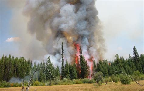 Wildland Fire Ecology Resource Brief Us National Park Service