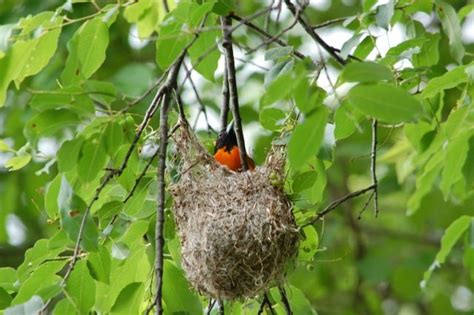 Oriole Nests New England Pond Male And Female Baltimore Oriole