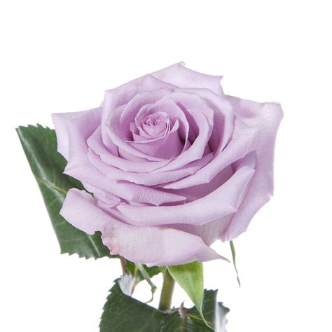 Lavender Rose Ocean Song Lavender Purple Roses Flower Muse