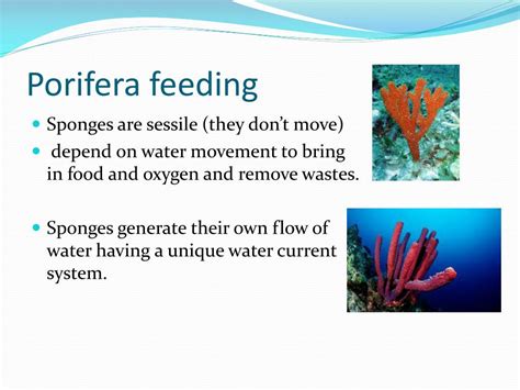 Ppt Sponges Kingdom Animalia Phylum Porifera Powerpoint Presentation