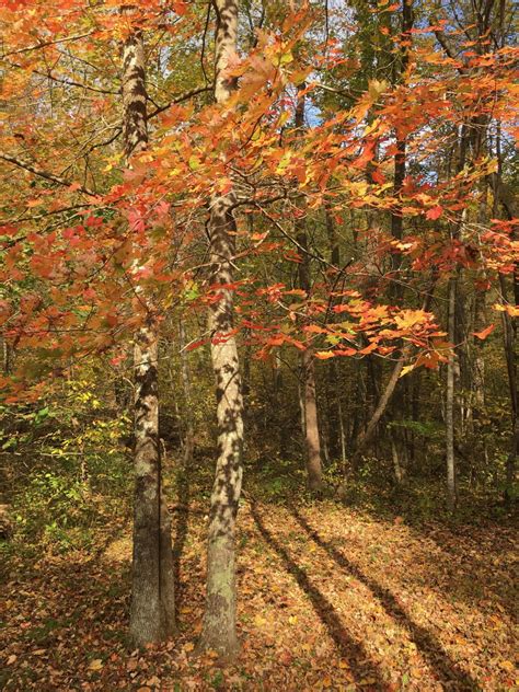 Fall Fishing In Shenandoah National Park Brook Trout Fishing Guide