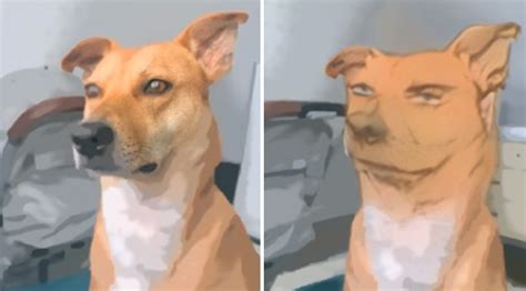 Woman Uses Anime Filter On Her Dog And Its Hilarious
