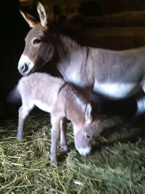 Miniature Sicilian Donkey With Her 2 Day Old Foal Foals Animals