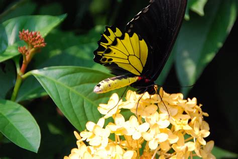 Kuala lumpur butterfly park is a veritable secret paradise where butterflies actually dance nonchalantly in clumps of fern amidst scented beautiful flowers and flowering vines. Visite du Butterfly Park de Kuala Lumpur | Inspiration for ...