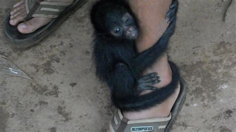 Baby Spider Monkey Youtube