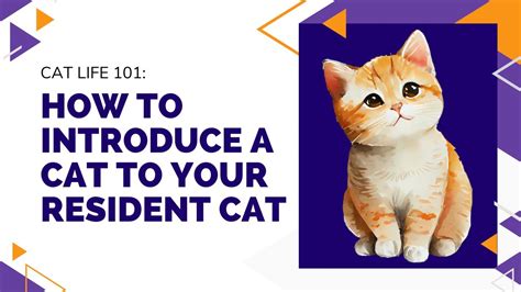 How To Introduce Two Cats Youtube