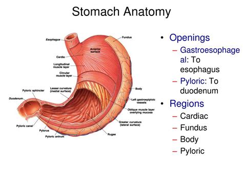 Stomach Cavity Anatomy