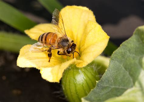 We did not find results for: Pollinator Protection