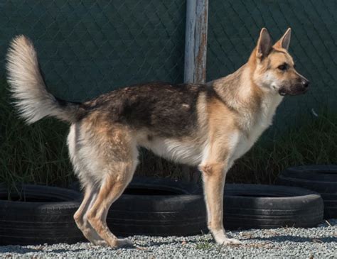 German shepherd puppy ears can be unpredictable! URGENT! German Shepherd Dog Lad in Kennels Cyprus @ GERMAN ...