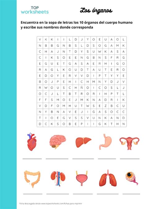 Sopa De Letras Los M Sculos Printable Worksheet Topworksheets My Xxx