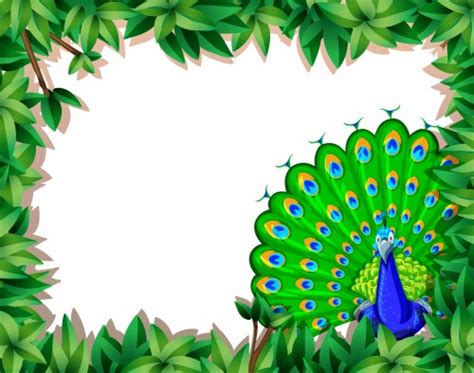 Peacock Border Designs 1915377 Hd Wallpaper And Backgrounds Download