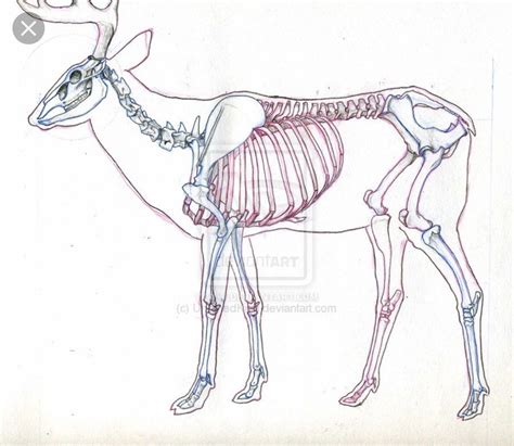 Pin By Random Person On Skeletal Deer Skeleton Animal Skeletons