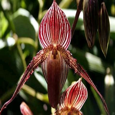However, this doesn't stop avid plant the gold of kinabalu orchid is a protected species that only grows on mount kinabalu in malaysia. Benih Anggrek Gold of Kinabalu Orchid LANGKA di lapak ...