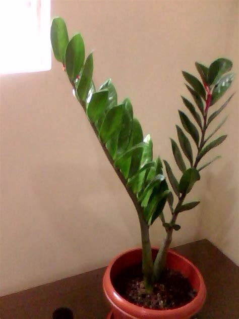 Shop with afterpay on eligible items. Magical Powers Of Nature: Welcome Plant