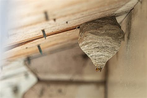 Bee Wasp And Hornet Nest Removal Safe Wasp Nest Removal In Vermont