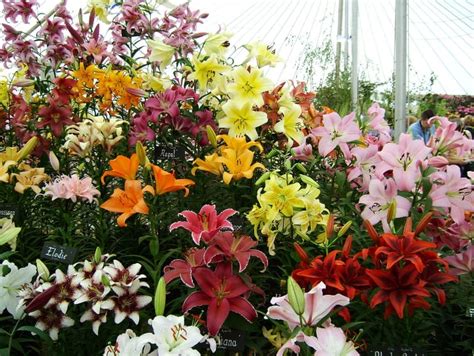 Check spelling or type a new query. Lily Flower Definitive Guide: How to Grow Gorgeous Lilies