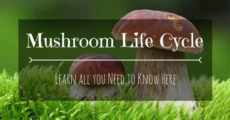Mushroom Life Cycle Grow Your Way TinyPlantation Com