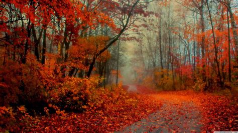 Romantic Autumn Forest Cool Backgrounds