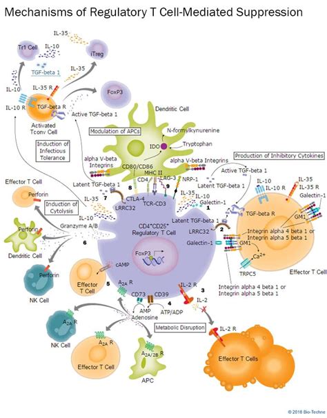 Mechanisms Of Regulatory T Cell Mediated Suppression Randd Systems