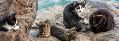 Australia To Cull Over Two Million Feral Cats By 2020