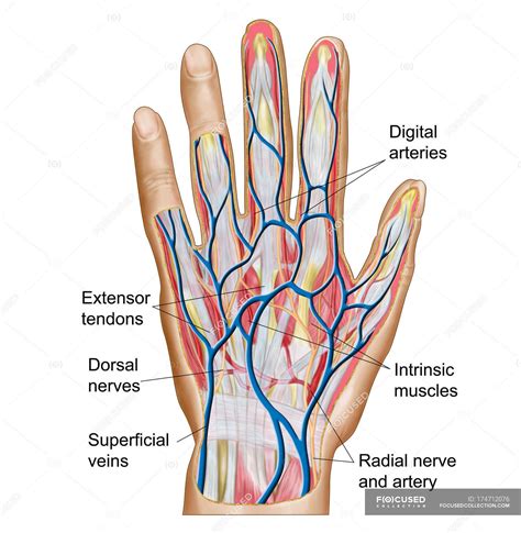Anatomy Of Back Of Human Hand — Blood Vessels Medical Illustration