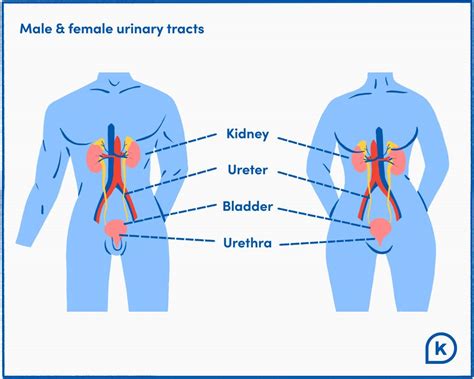 Bladder Infection Vs Uti What’s The Difference K Health