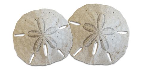 Sand Dollar Coloring Page Free Download Seashells By Millhill