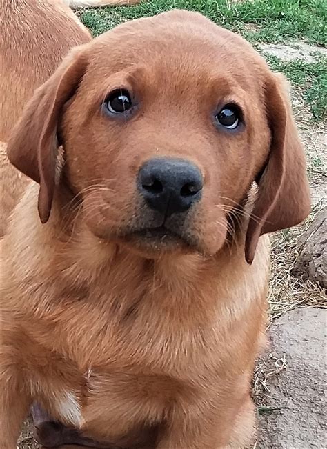 Labrador Retriever Puppies For Sale Norco Ca 252096