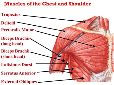 Chest And Arm Muscles Diagram Muscles Of The Shoulder And Back And My The Best Porn Website