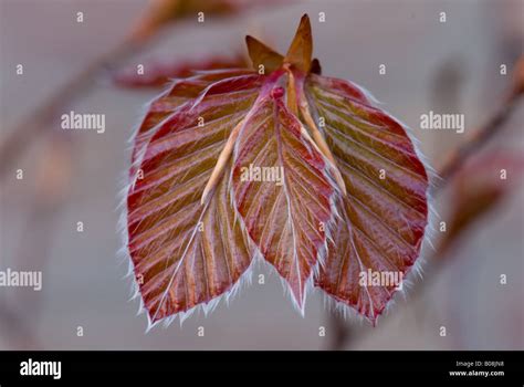Newly Emerging Young Copper Beech Leaves Stock Photo Alamy