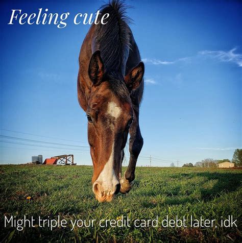 They don't even know i'm 3. Meme Challenge: 'Feelin' Cute' | HORSE NATION