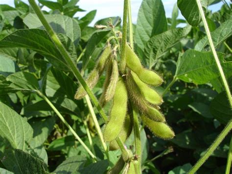 They grow best in full sun and in warm weather. Edamame: How to Plant, Grow, and Care for Edamame ...