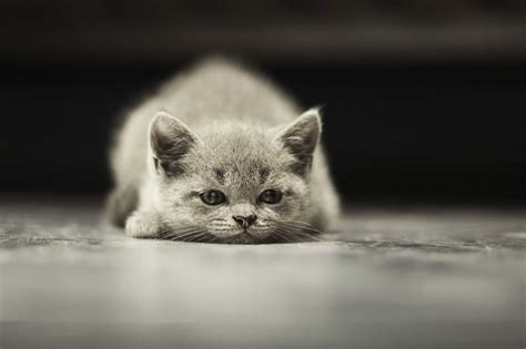 This video has many different facts about kittens. 16 Crazy Cat Facts We Bet You Didn't Know