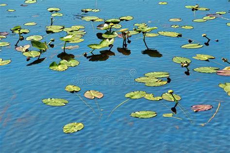 Water Lilies And Lake Stock Photo Image Of Asian Nature 119882082