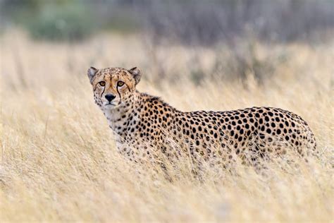 Cheetah Guide How Fast Can They Run And Other Species Facts Discover